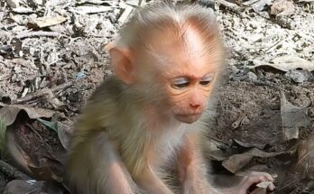 Sleepy baby monkey gently resting with eyes half-closed while cuddling close, showing a calm and adorable moment of drowsiness.