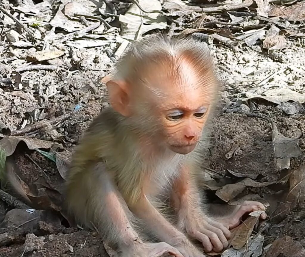 Sleepy baby monkey gently resting with eyes half-closed while cuddling close, showing a calm and adorable moment of drowsiness.