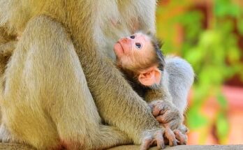 Young pigtail monkey mother gently cuddles her adorable newborn baby during peaceful morning bonding moments outdoors.
