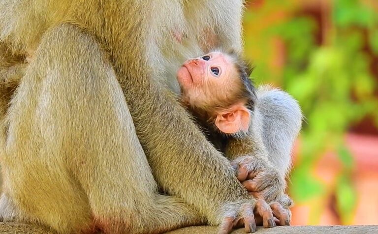 A Young Pigtail Macaque Mom Welcomes Her Newborn
