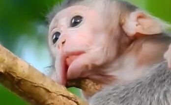 A worried mother monkey carefully tries rescuing her baby after the little monkey became painfully stuck outdoors.