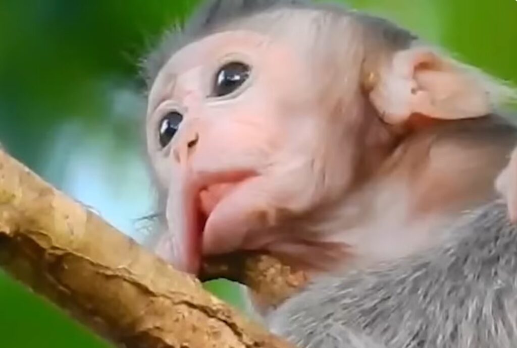 A worried mother monkey carefully tries rescuing her baby after the little monkey became painfully stuck outdoors.