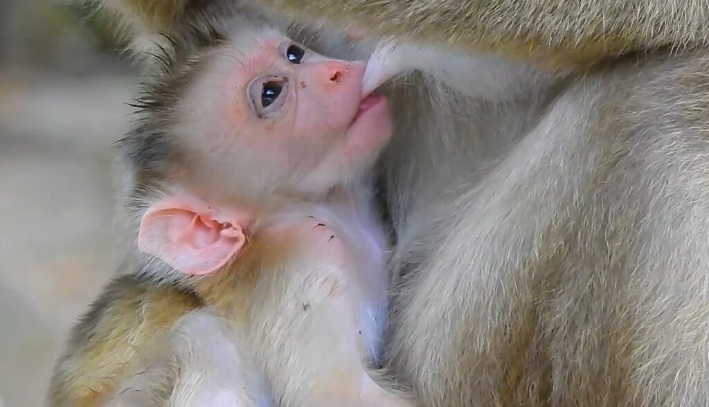Tiny newborn monkey Fanta carefully learns his first steps beside his loving mother while looking nervous yet adorable outdoors.