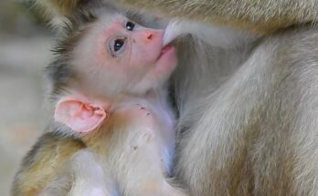 Tiny newborn monkey Fanta carefully learns his first steps beside his loving mother while looking nervous yet adorable outdoors.
