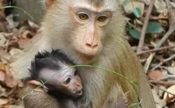 Samphas lovingly comforts poor Dimitri during an emotional day, gently feeding him milk while helping him through heartbreaking sadness and loss.