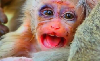 Baby monkey resting carefully after a dangerous fall, showing swollen darkened eyes while receiving gentle care and comfort.