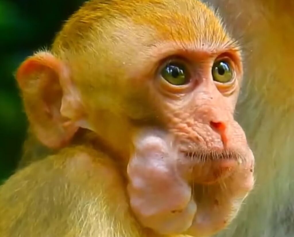 Baby monkey in the wild forest struggling after eating food too quickly while nearby monkeys watch carefully.