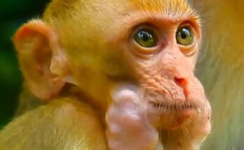 Baby monkey in the wild forest struggling after eating food too quickly while nearby monkeys watch carefully.
