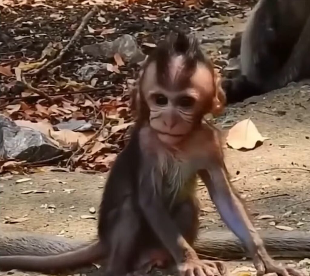 A lonely little monkey sits quietly on a forest branch while larger monkeys ignore and intimidate him nearby.