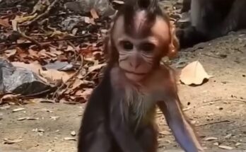 A lonely little monkey sits quietly on a forest branch while larger monkeys ignore and intimidate him nearby.