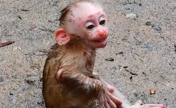 Baby monkey covered in thick mud sits beside its mother during an emotional jungle family moment.
