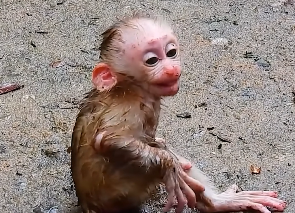Tiny Monkey Covered In Mud Melts Hearts After Emotional Family Encounter Captured Deep In Jungle