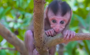 Baby Mio carefully climbs across a fallen jungle log for the first time while exploring outdoors.