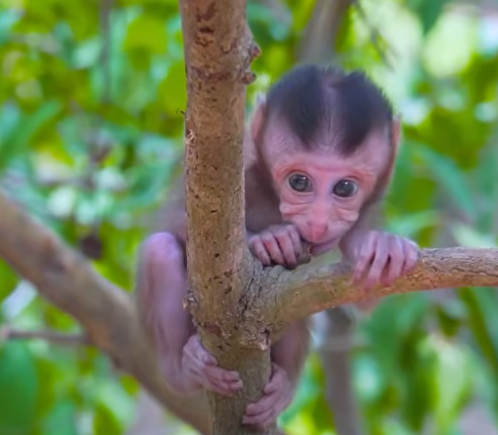 Baby Mio carefully climbs across a fallen jungle log for the first time while exploring outdoors.