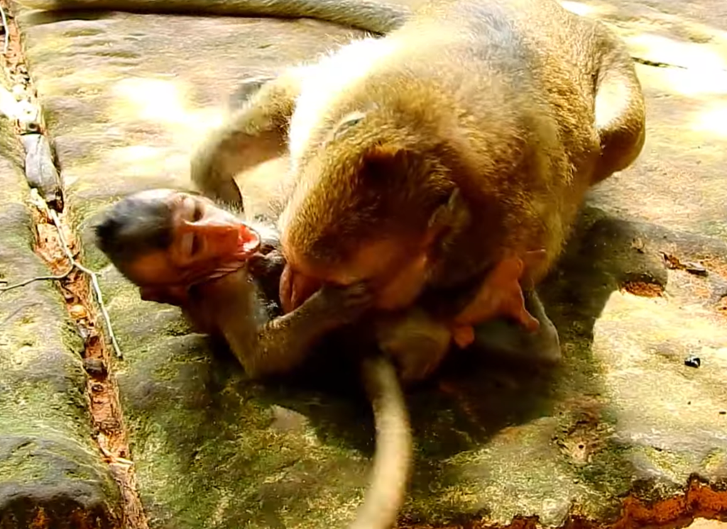 A large monkey gently plays with its baby during a peaceful bonding moment in nature. The interaction appears playful and affectionate, while the baby stays calm and comfortable beside the adult monkey.