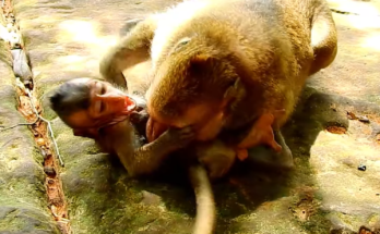 A large monkey gently plays with its baby during a peaceful bonding moment in nature. The interaction appears playful and affectionate, while the baby stays calm and comfortable beside the adult monkey.