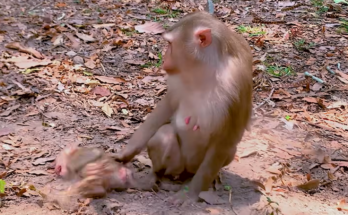 Baby monkey Lucas looks exhausted and emotional while reaching toward his mother for comfort and milk during a heartbreaking bonding moment.