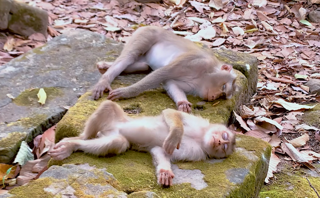 Baby monkey Lucas looks exhausted and emotional while reaching toward his mother for comfort and milk during a heartbreaking bonding moment.