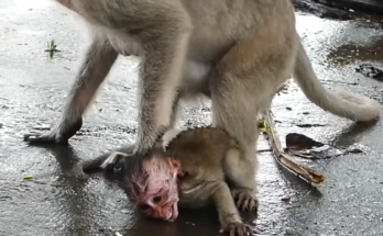 Small baby monkey MoMo follows sadly behind mother Malika during emotional outdoor moment captured on video.