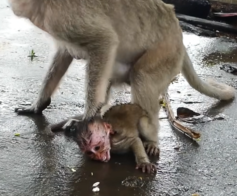 Little MoMo Follows Behind Mother Malika