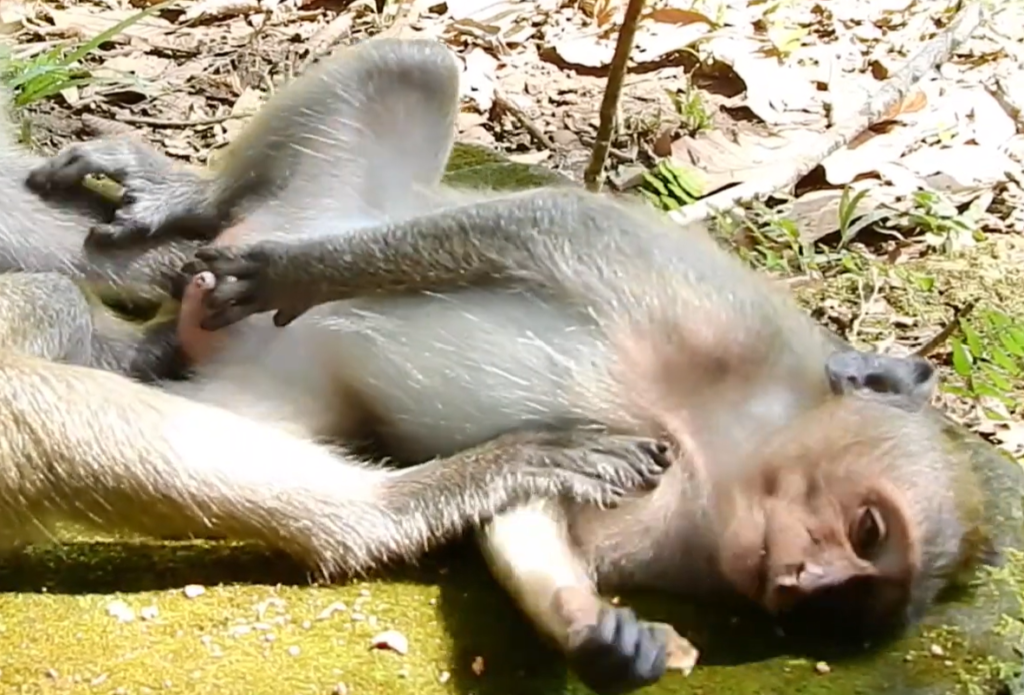 Monkey Timo appears tired and emotional while sitting quietly, creating concern among caring online viewers worldwide.
