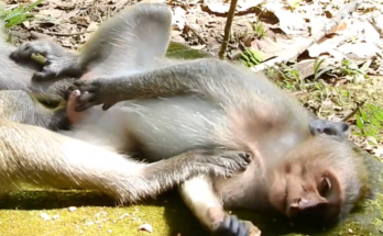 Monkey Timo appears tired and emotional while sitting quietly, creating concern among caring online viewers worldwide.