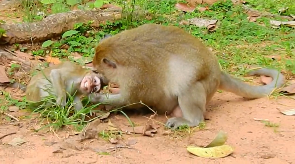 Monkey Lucky gives a quick warning bite toward playful baby monkeys during an emotional family interaction outdoors.