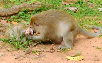 Monkey Lucky gives a quick warning bite toward playful baby monkeys during an emotional family interaction outdoors.