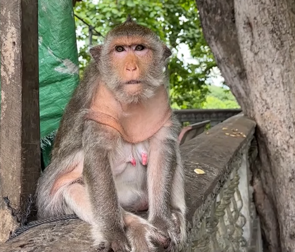 An elderly monkey sits quietly alone in a forest area, showing a rare and emotional wildlife moment.