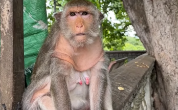 An elderly monkey sits quietly alone in a forest area, showing a rare and emotional wildlife moment.