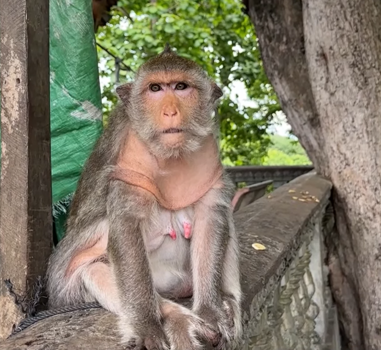 The Oldest Monkey’s Lonely Journey