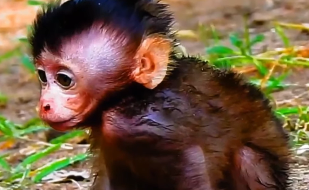 Adorable wild baby monkey carefully taking first tiny walking steps while exploring nature beside its family.