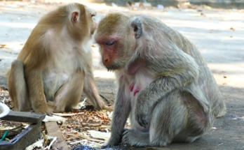 Amara Monkey appears weak and uncomfortable while resting quietly after showing signs of possible sickness and vomiting.