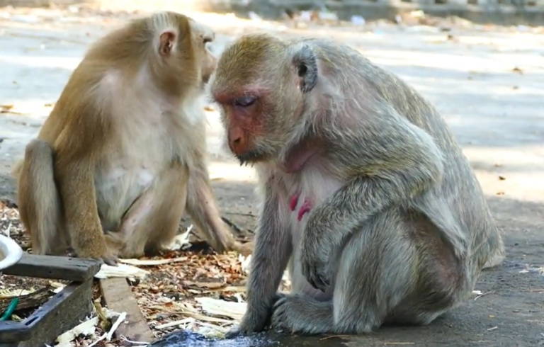 Monkey Amara Shows Signs of Illness
