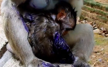 Weak monkey Liela resting carefully while receiving gentle nursing care and milk support after painful injury recovery.