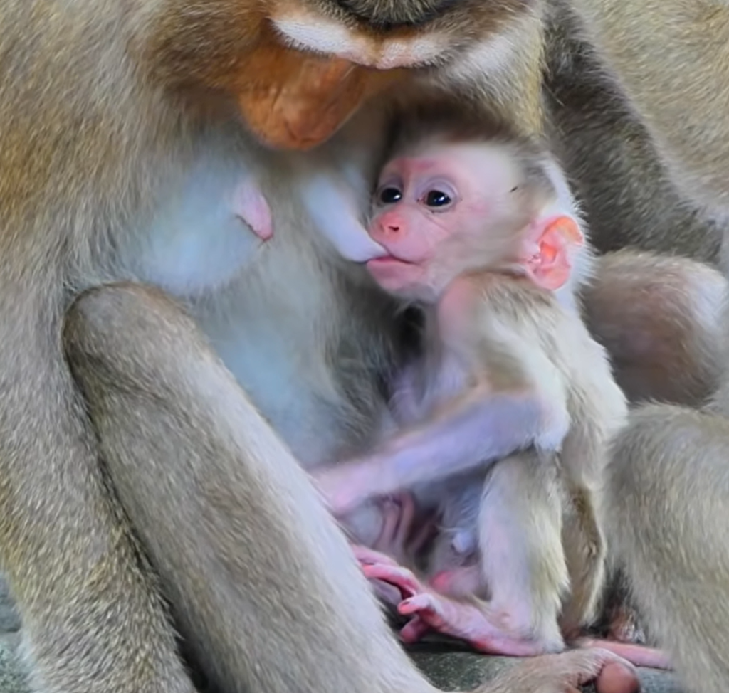 Baby Fanta enjoys a peaceful feeding moment with Flora while curious little Lucan playfully interrupts, hoping to share Flora’s loving care and milk too.