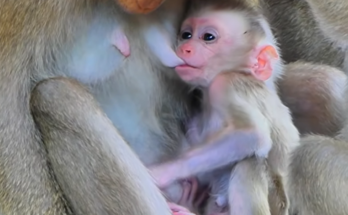 Baby Fanta enjoys a peaceful feeding moment with Flora while curious little Lucan playfully interrupts, hoping to share Flora’s loving care and milk too.