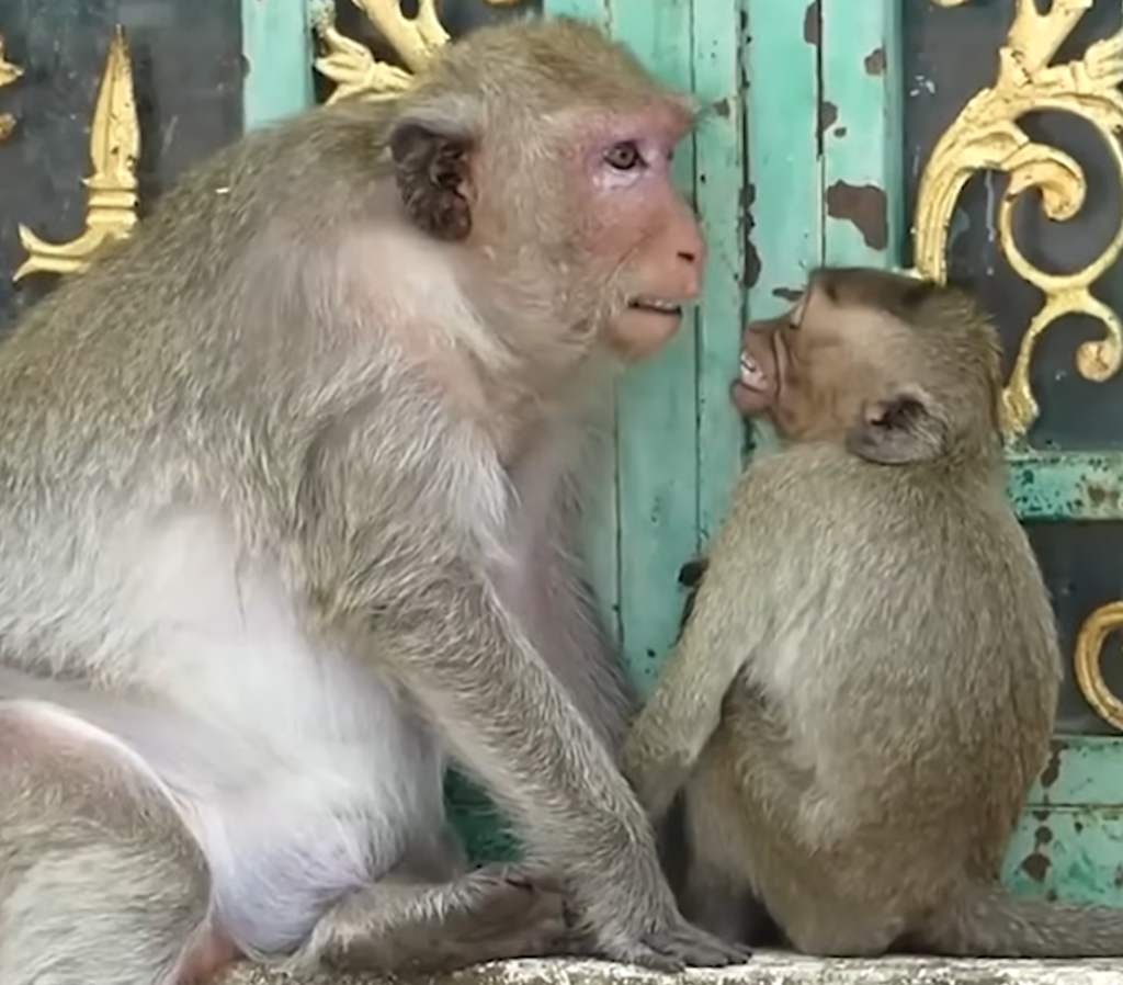 A distressed mother monkey interacts roughly with her newborn baby while the tiny monkey cries helplessly nearby.