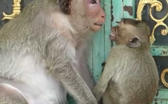 A distressed mother monkey interacts roughly with her newborn baby while the tiny monkey cries helplessly nearby.