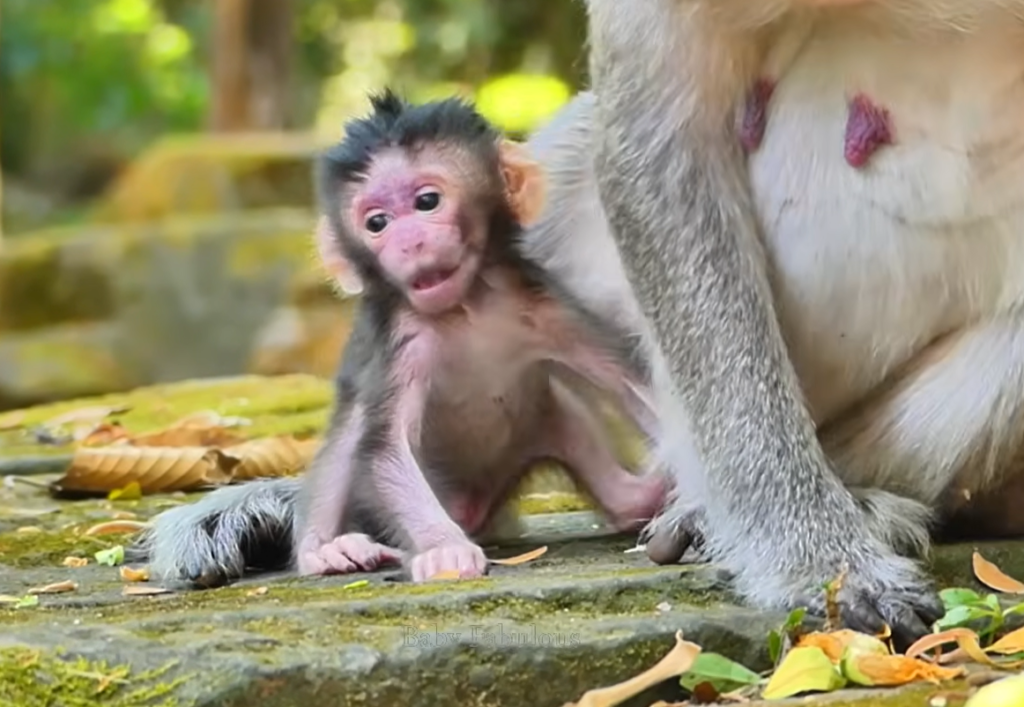 A tiny newborn monkey cries emotionally while staying close to its stressed mother during a difficult wildlife moment.