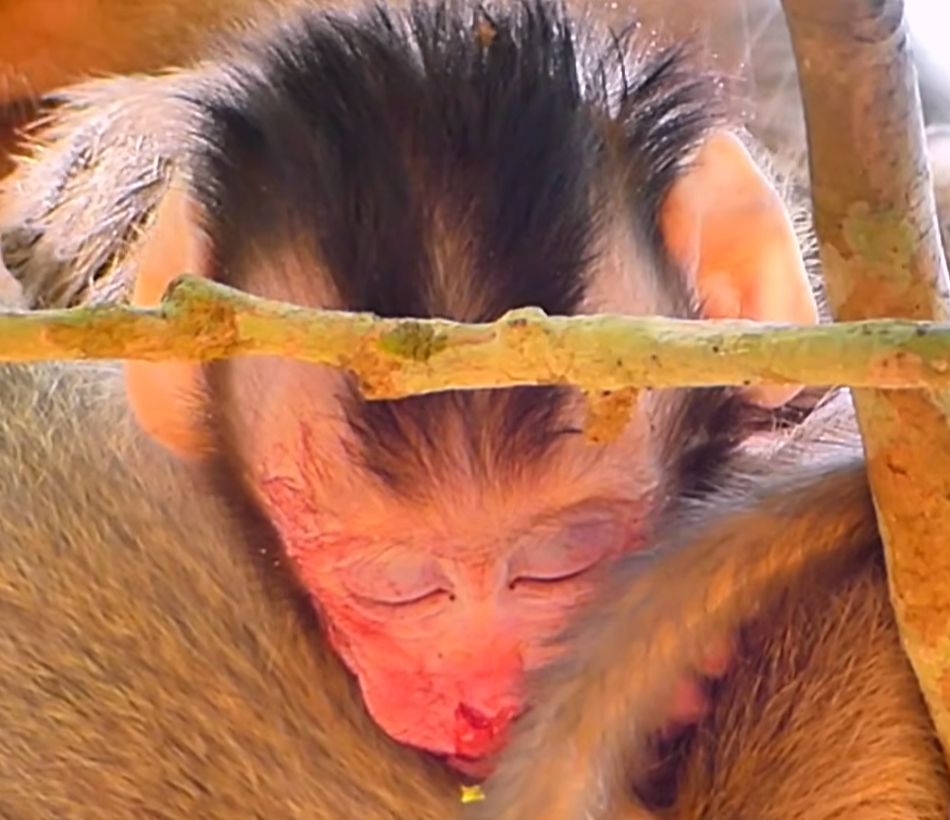 A small injured monkey lies near the base of a tree after a painful fall, appearing frightened while nearby monkeys watch with concern in an emotional wildlife moment.