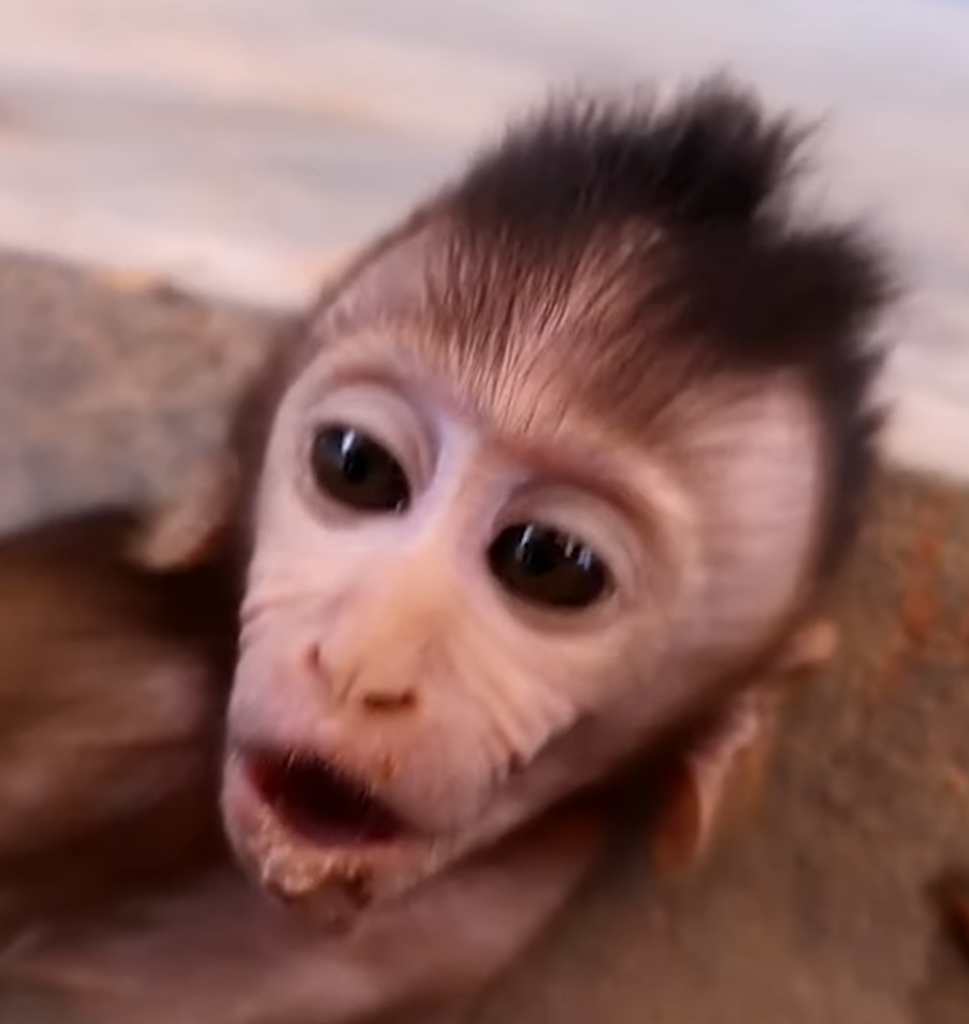 A worried mother monkey gently comforts her baby monkey after the little one suddenly begins crying nonstop.