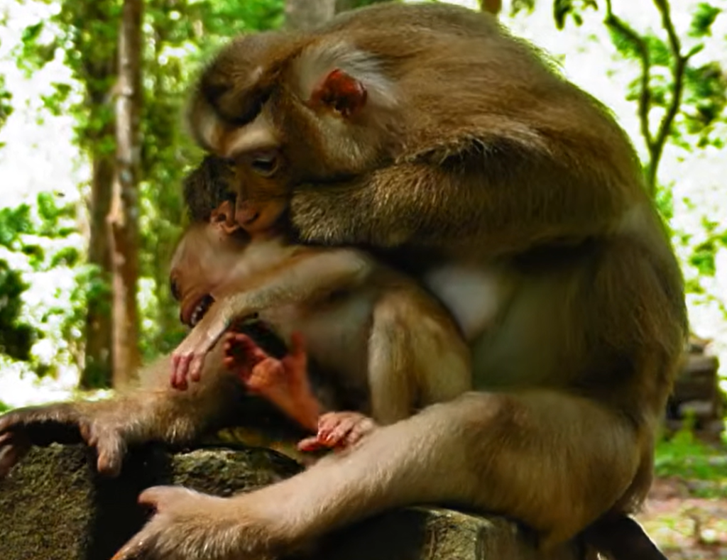 Mother monkey Rina appears emotional and frustrated while adjusting after stopping breastfeeding her growing baby.