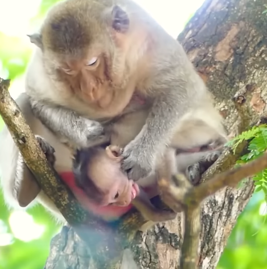 Baby monkey Emily screams emotionally while her mother gently begins the difficult weaning process nearby.