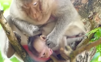 Baby monkey Emily screams emotionally while her mother gently begins the difficult weaning process nearby.