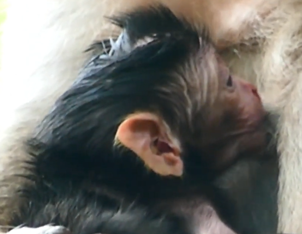 A loving mother monkey gently holding her adorable newborn twin babies during their first precious family moments together.