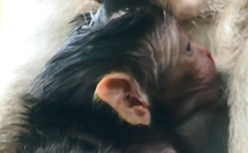 A loving mother monkey gently holding her adorable newborn twin babies during their first precious family moments together.