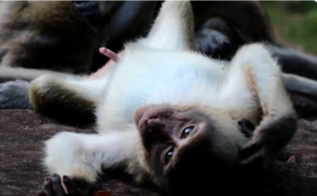 Discover the emotional and heartwarming world of monkey families as loving mothers protect, guide, and nurture their adorable babies through daily jungle adventures and unforgettable wildlife moments.