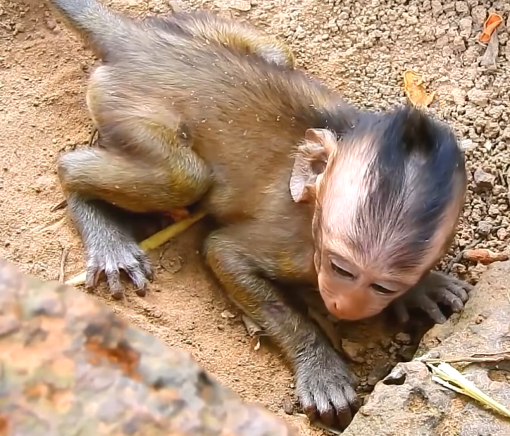 A sad baby monkey runs into his friend’s arms for comfort after becoming separated from his mother, creating an emotional and heartwarming moment of friendship and support.