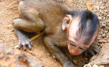 A sad baby monkey runs into his friend’s arms for comfort after becoming separated from his mother, creating an emotional and heartwarming moment of friendship and support.